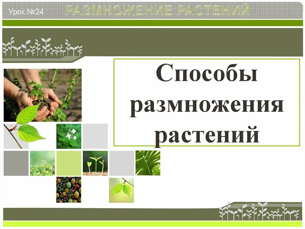 Свойства размножения растений. Размножение растений. методы размножения растений. способ растений размножаться. способ размножения растке.