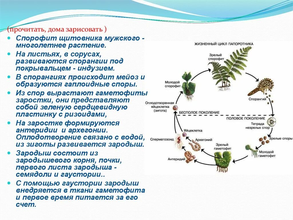 Опишите жизненный цикл папоротника. Жизненный цикл папоротника оплодотворение. Жизненный цикл папоротника ЕГЭ. Последовательность жизненного цикла папоротника.