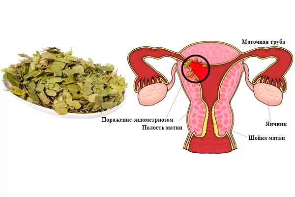 Гормон влияющий на матку