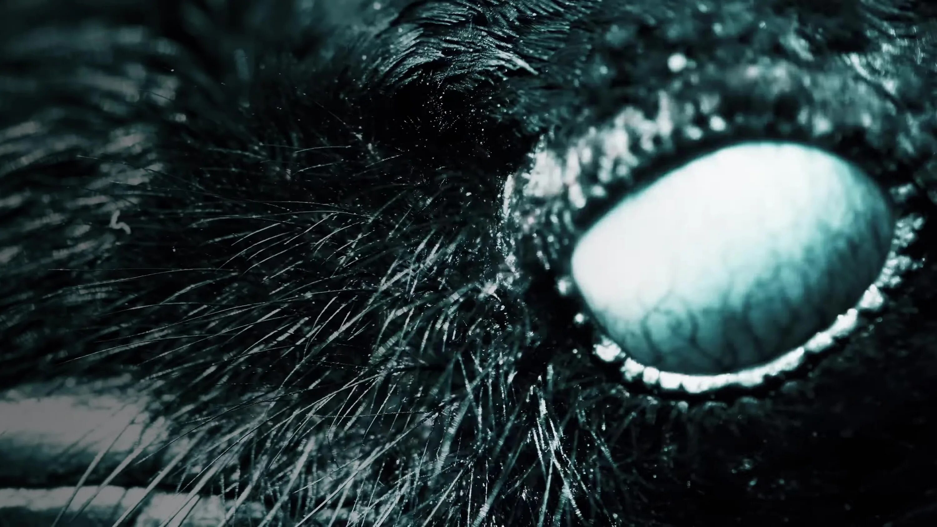 вэнсдей нетфлих. Nevermore farmer. невермор уэнсдей. Nevermore farmer. Gw2 картинки.