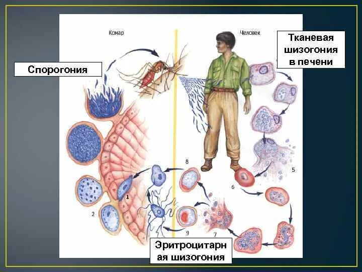 Малярия шизогония. Стадия тканевой шизогонии при малярии происходит. Спорогония и шизогония. Малярия этиология эпидемиология кратко. Шизогония презентация.