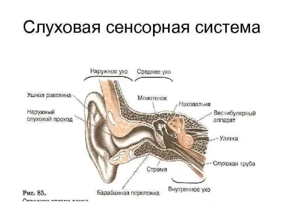 Схематично изобразите строение слуховой сенсорной системы. Схема строения слуховой сенсорной системы. Проводниковая часть слуховой сенсорной системы ЕГЭ. Слуховая и вестибулярная сенсорная система строение функции.