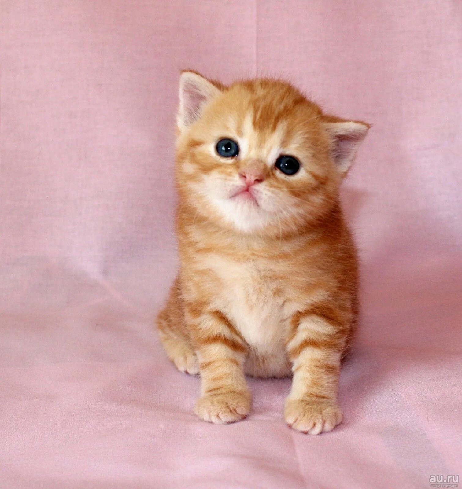 Шотландская прямоухая рыжая. Шотландский рыжий кот прямоухие. Шотландский скоттиш страйт рыжий. Рыжий шотландский кот прямоухий. Шотландский скоттиш страйт красный мрамор.