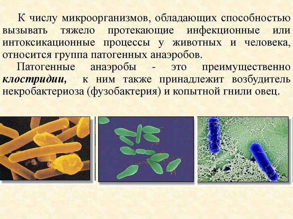 Клостридии неспорообразующие анаэробы. Патогенные клостридии микробиология. Неспорообразующие анаэробы возбудители. Микробиологические на аэробные микроорганизмы