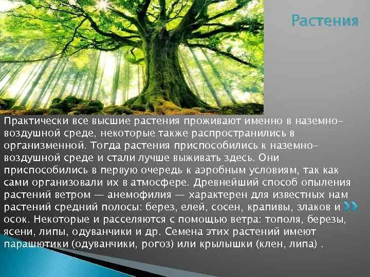 Среды жизни растений. Воздушная среда для растений. Приспособление организмов к наземно-воздушной среде. Растения и их среда обитания.