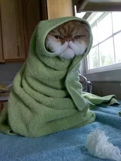 Котик в одеяле