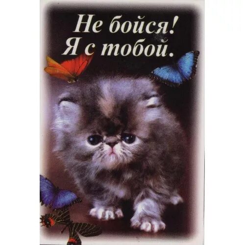 Ты не бойся я с тобой дмитриенко. Не бойся я с тобой. ничего не бойся я с тобой открытка. не бойся я с тобой картинки. открытки не бойся меня.