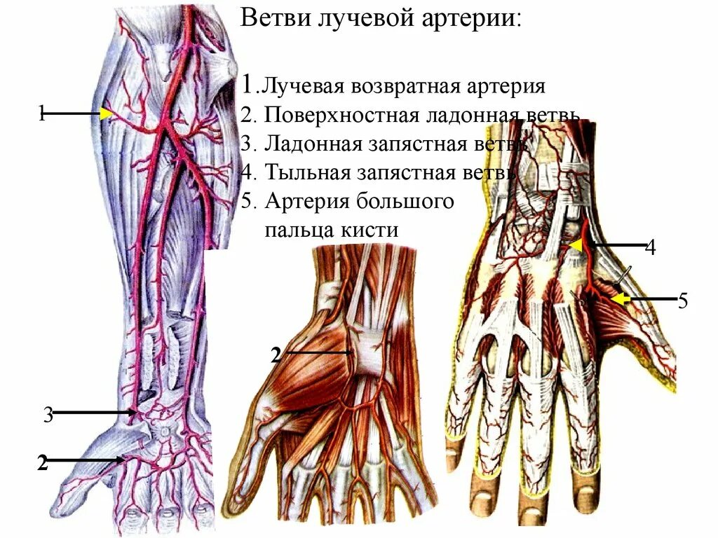 Правая лучевая артерия. Кровоснабжение верхней конечности вены. Лучевая артерия на предплечье. Возвратная лучевая артерия анастомозирует. Ладонная запястная ветвь лучевой артерии.