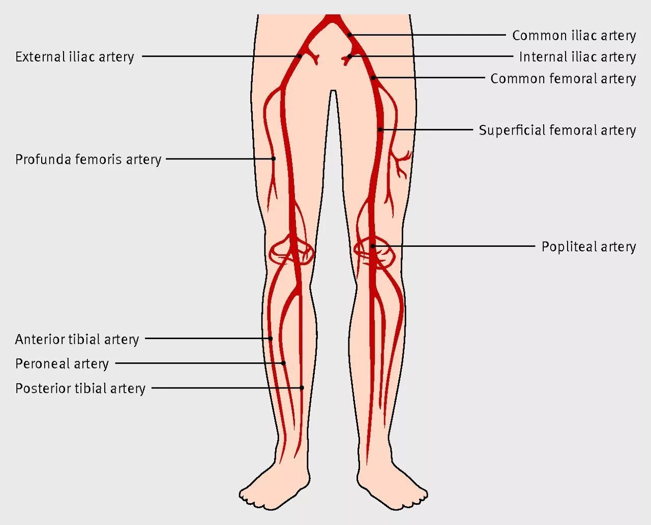 Артериальные сосуды нижних конечностей. Схема сосудов нижних конечностей. Артерии нижних конечностей анатомия схема. Артерии нижней конечности анатомия. Кровоснабжение нижней конечности схема.