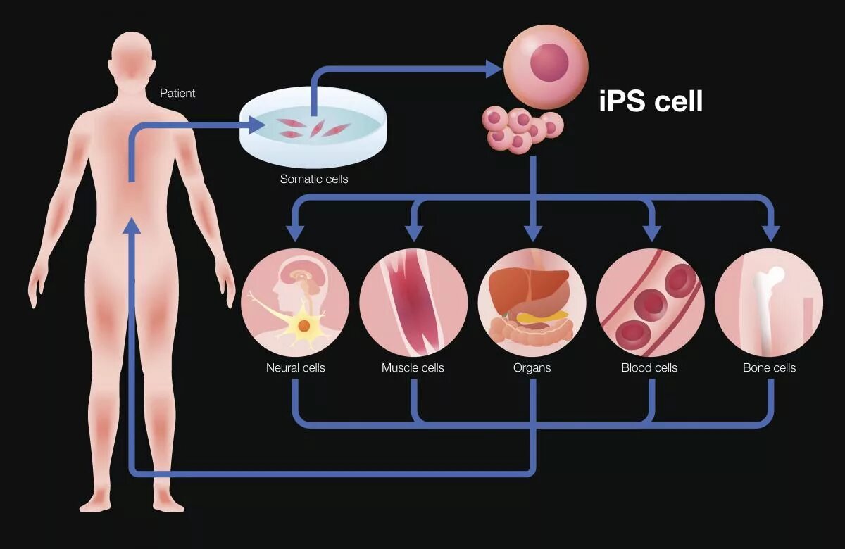 Step cell