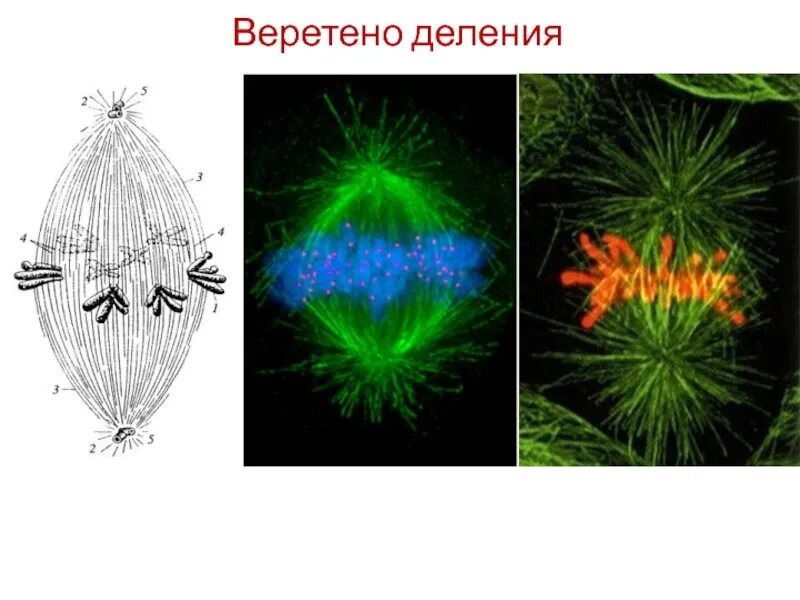 Виды веретена деления. Веретено деления. разрушение веретена деления. веретено деления фото. рисунок формирования веретена деления.