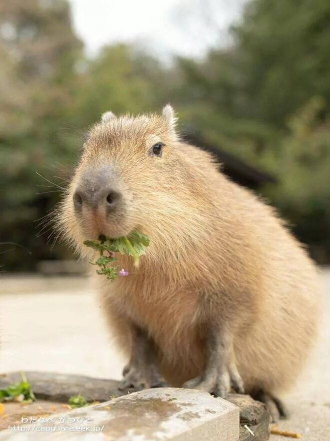 Капибара. Капибара милая. Малая капибара. Малая водосвинка. My pets capybaras