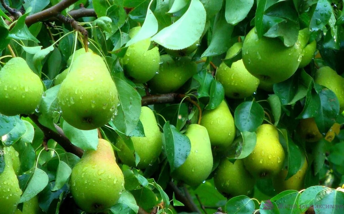 Плодовые деревья груши. Груша александрия. Колоновидная груша г22. Плодовые деревья груши. Сорт груши тихоновка.