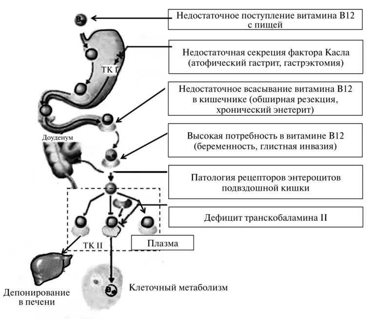 Как использовать в12. Схема метаболизма витамина в12. орган обеспечивающий усвоение витамина в 12. фактор обеспечивающий усвоение витамина в 12. фактор кастла для витамина б12.