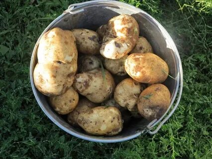 Лунный картофель