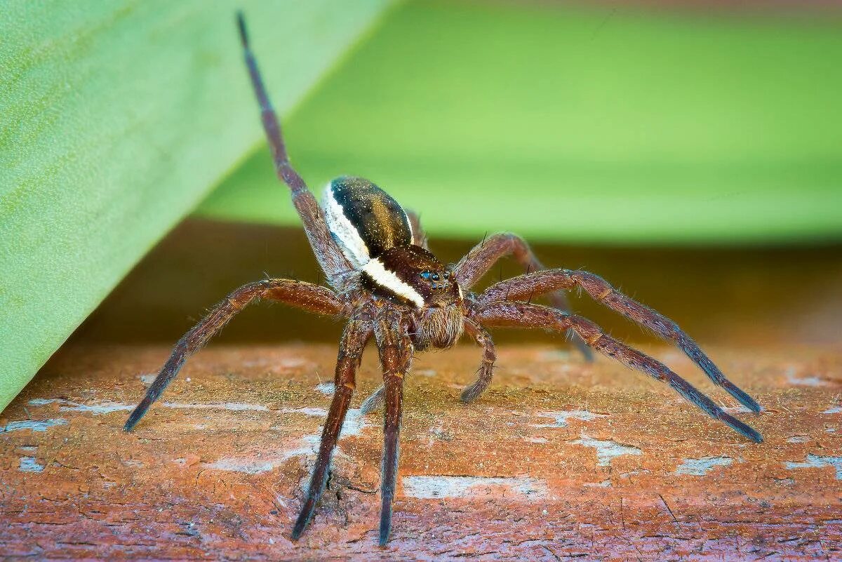 Паук волк. Пауки волки – Lycosidae. Паук-волк (семейство Lycosidae) Сибирь. Пауки-волки Аранеоморфные пауки. Пауки волки опасен ли для человека