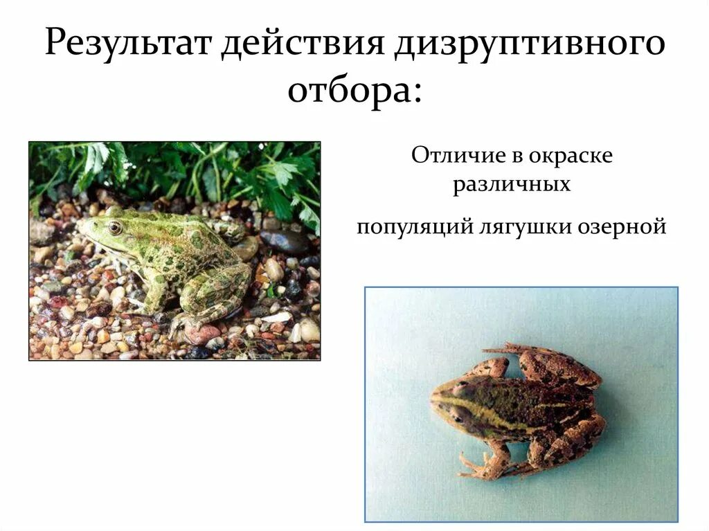 Наследственная изменчивость служит материалом для естественного отбора. Результат дизруптивного отбора. итог дизруптивного отбора. расчленяющая или дизруптивная окраска. окрас озерной лягушки дизруптивный отбор.