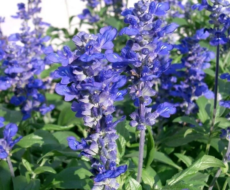 Шалфей дубравный негрито. Сальвия мучнистая (salvia farinacea). Шалфей дубравный салют айс блю. Синий шалфей. Шалфей дубравный ostfriesland.