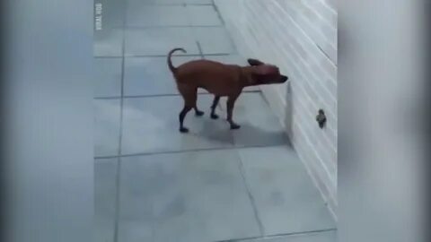 Писает на ковер