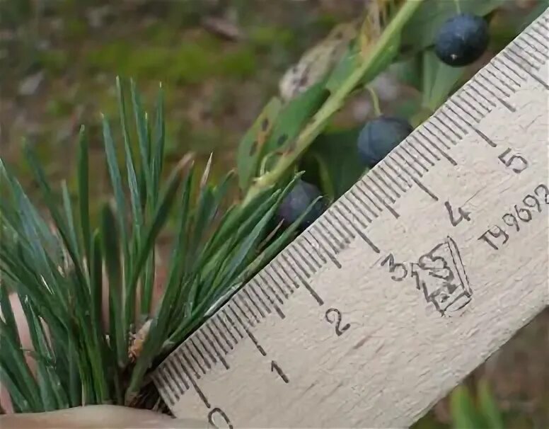 Примеры определения растений по определительной карточке. Определительная карточка растений семейства бобовые. Измерить растение. Градусник 5 в 1 ph метр почвы. Прибор для измерения влажности почвы.