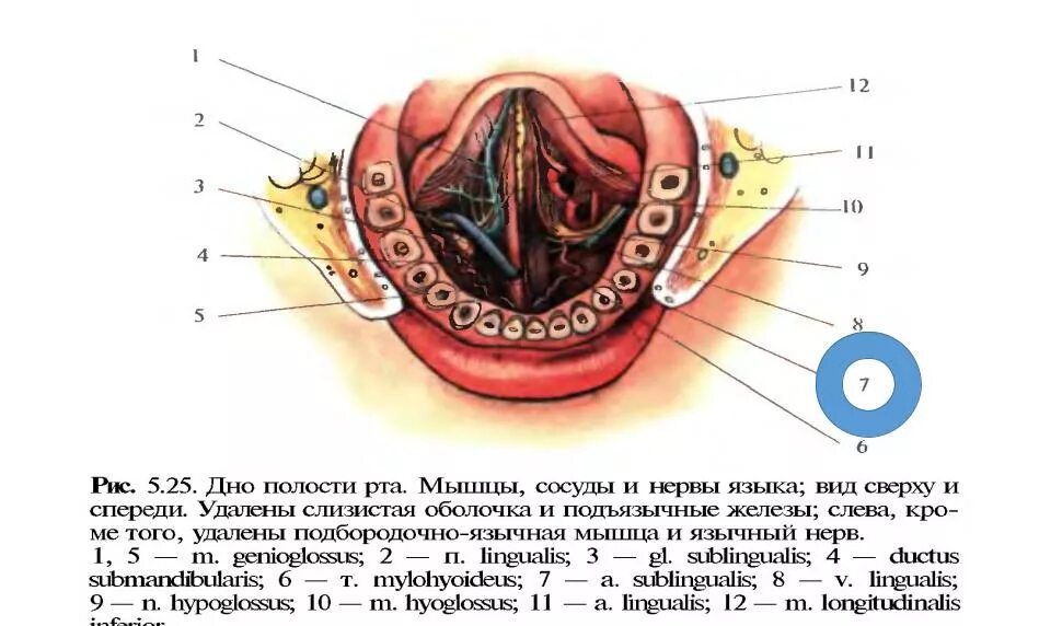 Пространства дна полости рта. Дно ротовой полости топографическая анатомия. Кровоснабжение и иннервация дна полости рта. Подъязычное пространство топография. Мышцы дна полости рта анатомия.