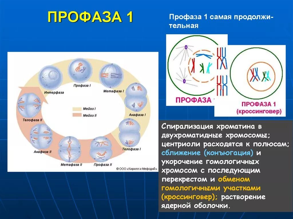 Стадии профазы 1 мейоза 1. Интерфаза мейоза 1. Профаза мейоза конъюгация. Мейоз интерфаза 1 и профаза.