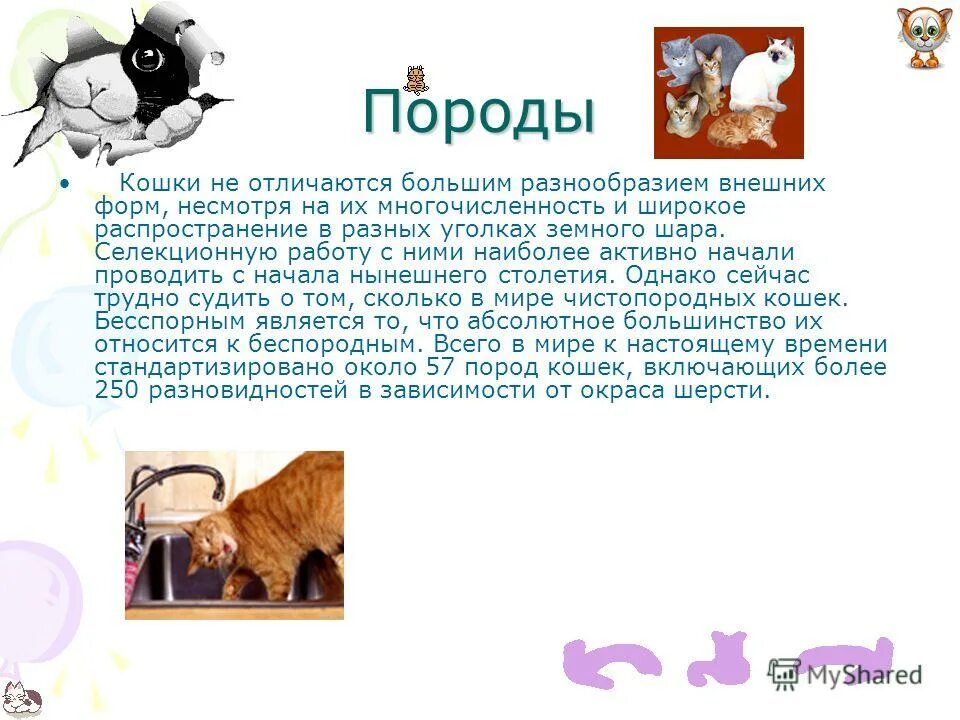 доклад про кошек. проект мои домошниеживотные. проект про кошек. мир кошек презентация. доклад о домашнем животном.