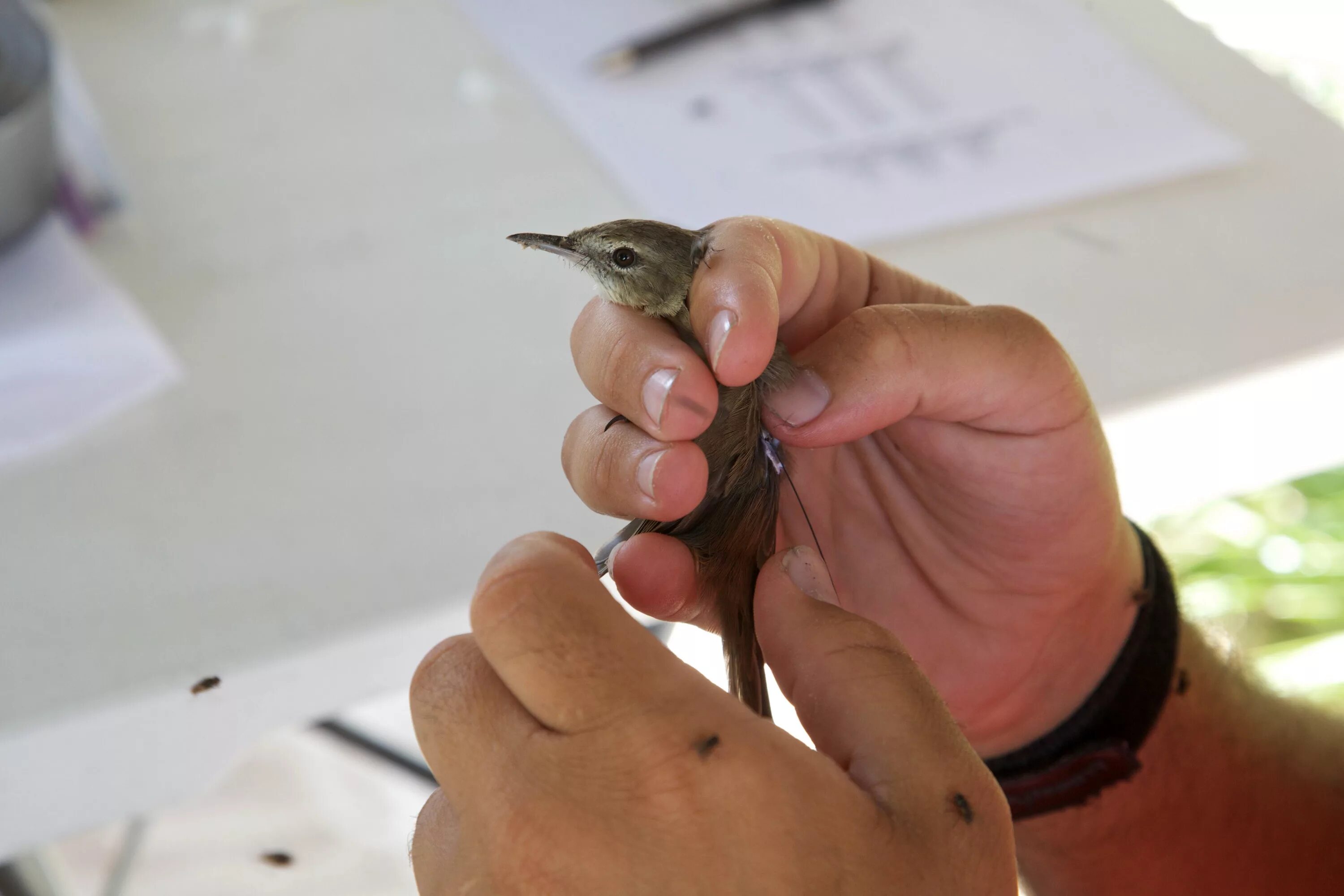 Птица на руке. Человек с маленькой птичкой. Измерение птиц. Очень маленькие птичка в руках.