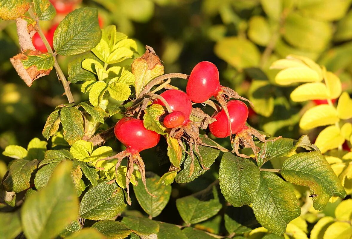 шиповник какое дерево. свобориное дерево праздник. лекарственное растение плоды шиповника. шиповник брусника. шиповник иглистый плоды.