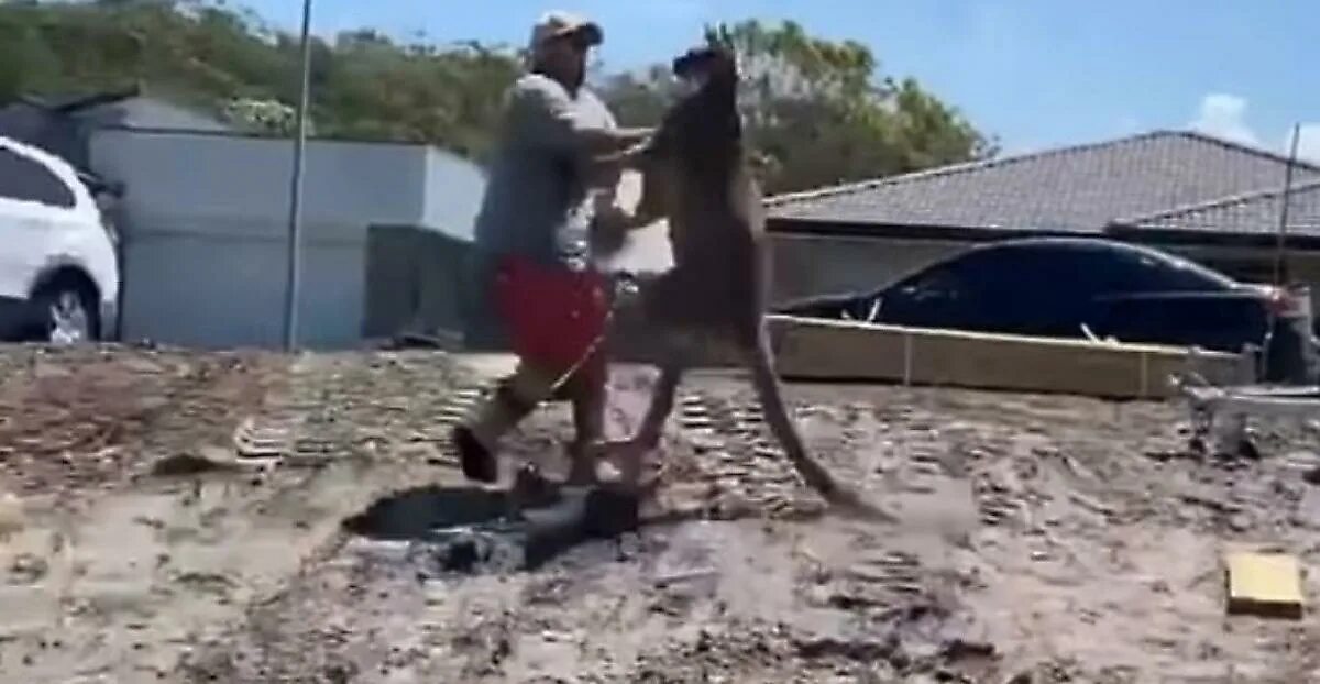 Нападение на соцсети. Нападение кенгуру на человека. Кенгуру ударили по лицу. Кенгуру нападает на человека. Кенгуру нокаутировал мужчину.