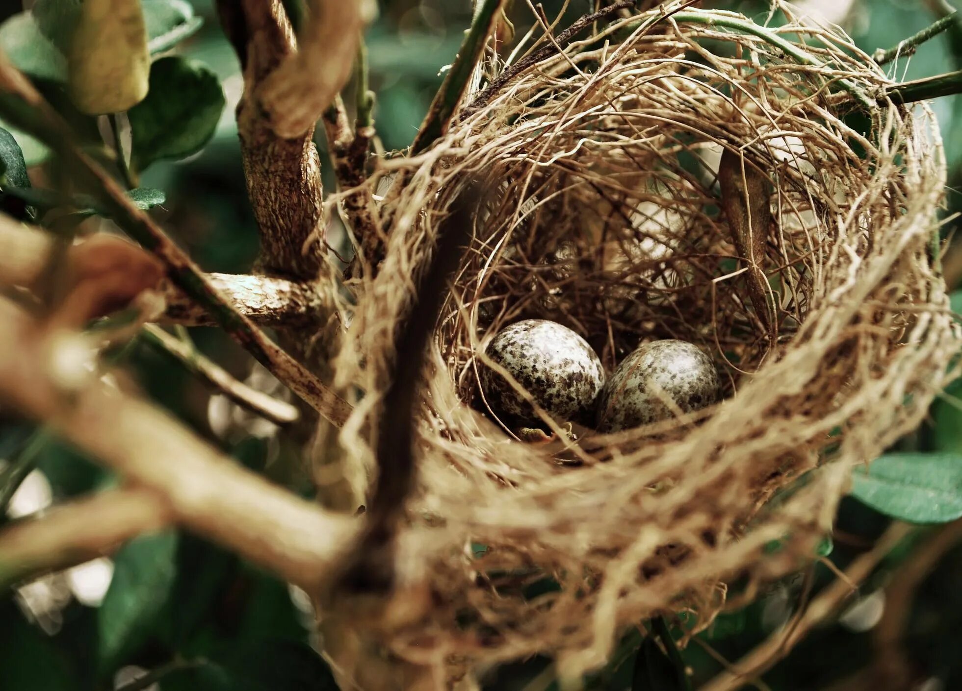 К чему снится куриное гнездо. Гнездо. Птичье гнездо на дереве. Гнездо для птиц.. Гнездо с яйцами.