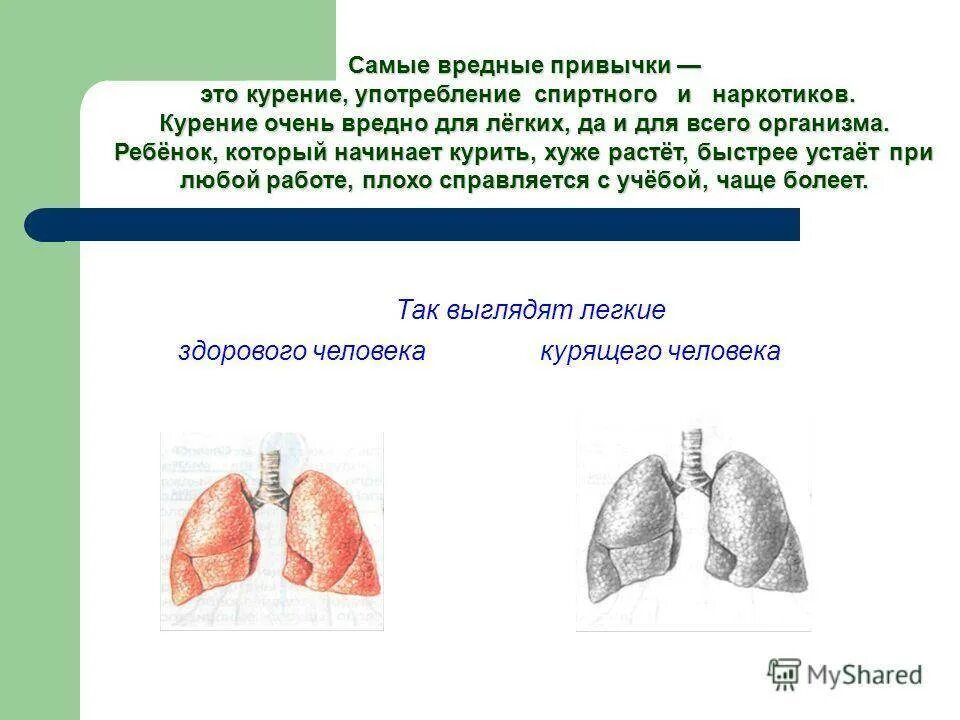 Легкие. Доклад на тему легкие. Легкие курильщика и здорового человека доклад. Иллюстрации легкие здорового человека и курильщика. Много информации о легких