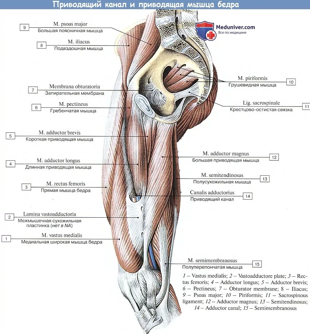 Топография приводящего канала бедра. Бедренно подколенный канал отверстия. Приводящий канал бедра топографическая анатомия. Медиальная область бедра топографическая анатомия.