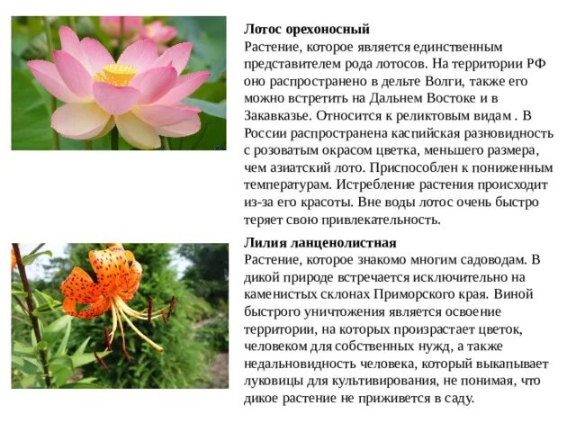 Растения красной книги дальнего востока. Лотос орехоносный (лотос комарова). Растения красной книги дальнего востока. Рододендрон сихотинский описание. Растения дальнего востока занесенные в красную книгу.