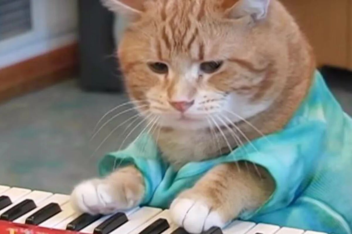Рыжий кот поет. Кот на пианино. котик играющий на пианино. кот на синтезаторе. кот играющий на пианино мем.
