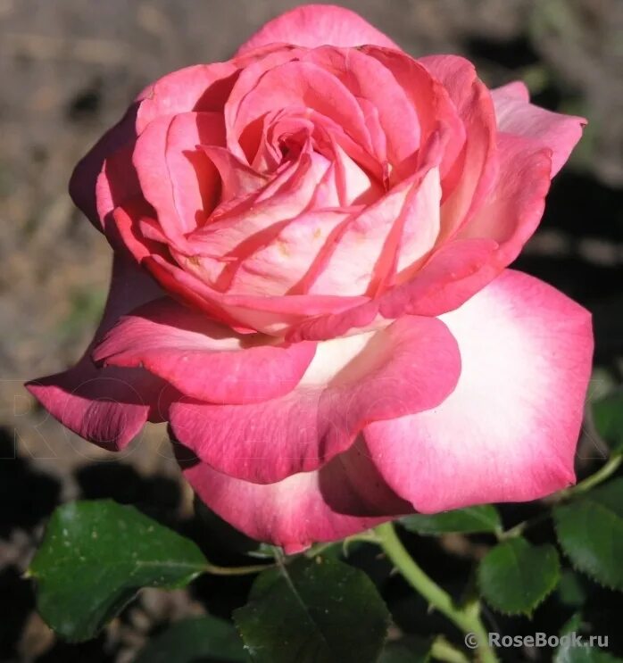 роза изабелла росселлини. улица розы изабеллы. улица розы изабеллы. улица розы изабеллы. роза каприция ренессанс.