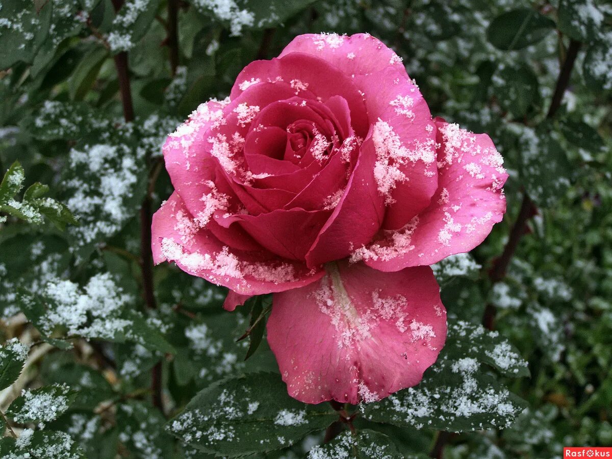 Розы снег красиво. Розы на снегу.