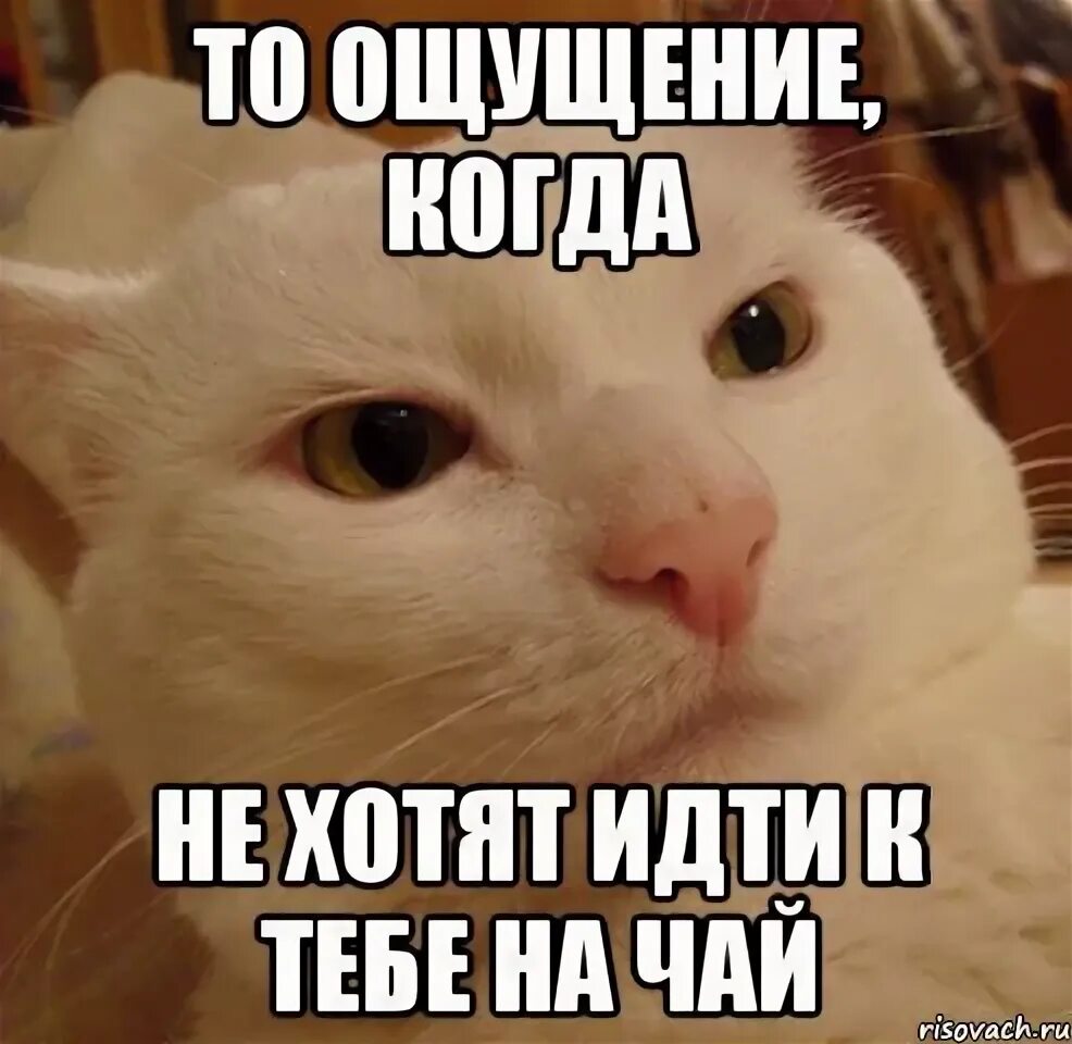 Ней есть какие нибудь