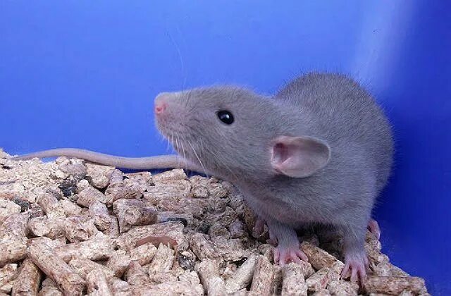 Blue rat