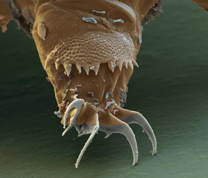 Жук тихоходка. Самые мелкие организмы на земле. Морской медведь тихоходка. Тихоходки невооруженным глазом. Rotatoria коловратки.