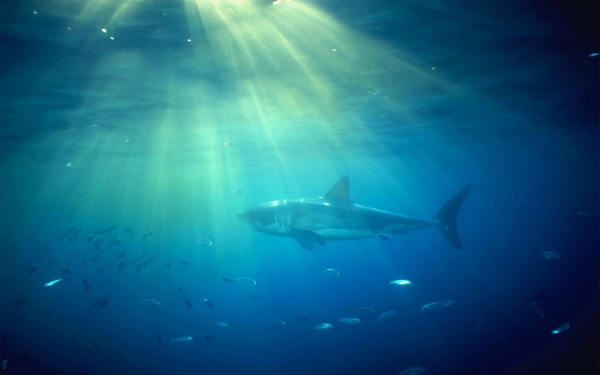 Ocean shark. Акула. Акула под водой. Акула в море. Белая акула.