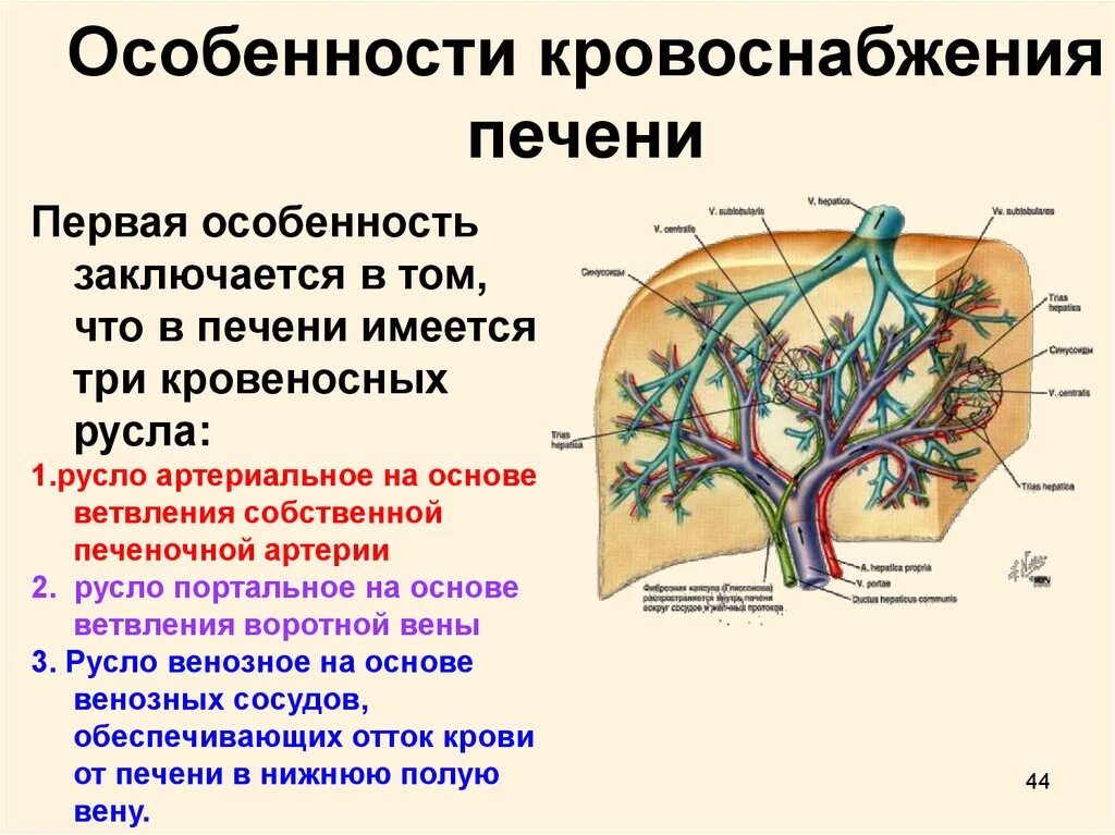 Какая вена в печени. Кровоснабжение печени система приносящих сосудов. Кровеносные сосуды печени схема. Венозный кровоток печеночная Вена. Особенности печеночнгокровообращения.