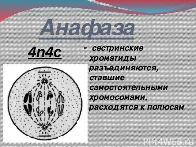Расхождение сестринских хроматид происходит в. Сестринские хроматиды. к полюсам расходятся сестринские хроматиды. расхождение сестринских хроматид. в анафазе к полюсам расходятся сестринские хроматиды.