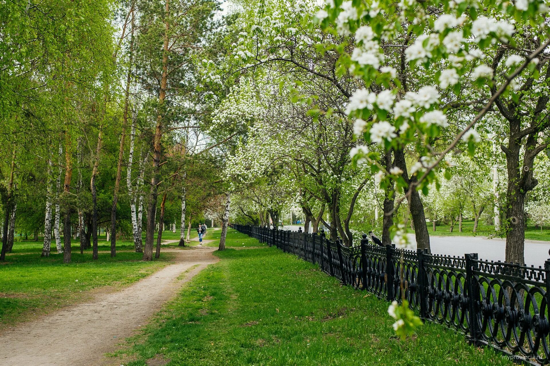 Цветущие сады санкт петербурга. Яблоневый сад санкт-петербург. коломенское яблоневый сад. яблоневый парк беляево. парк яблоневый сад спб.