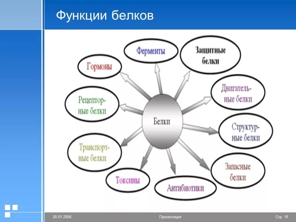 Многообразие белков. Белки функции презентация. Функции белков кластер. Многообразие белков и их функции кластер. Белки кластер функции.