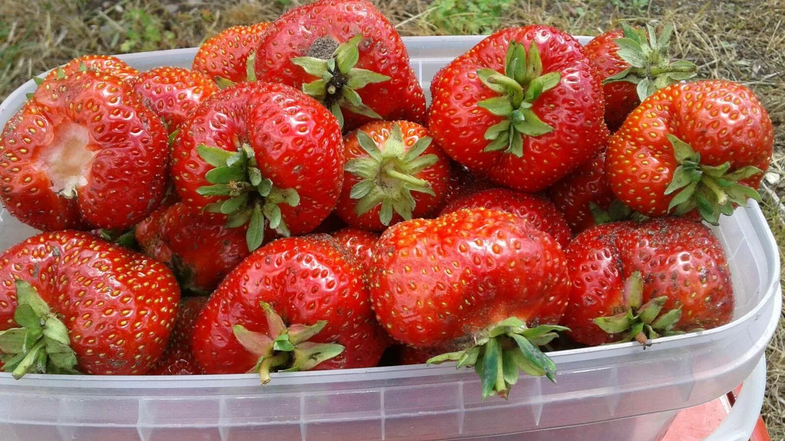 Сорт клубники мармеладка. Сорт виктории мармелада. Сорт клубники мармеладка. Клубника сорт мармолада. Мармеладная сорт.