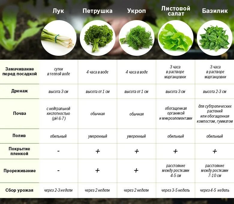 Разновидности зелени. Схема посадки листового салата. Зелень таблица. Схема посадки рассады салата. Через сколько дней всходит укроп