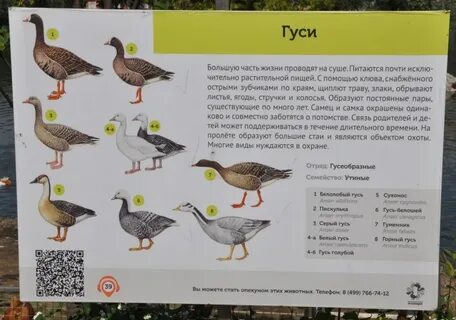 Пролетный гусь