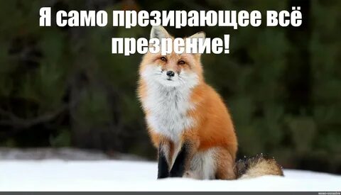 Включи про лисичек