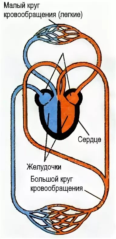 Круги кровообращения у крокодила. Система кровообращения пресмыкающихся. Кровеносная система пресмыкающихся схема кругов кровообращения. Круги кровообращения пресмыкающихся схема. Малый круг кровообращения ящерицы.